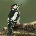 Great spotted woodpecker (Dendrocopos major) Garry Smith